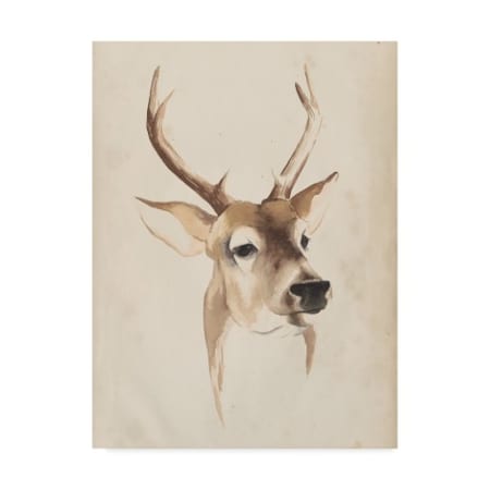 Grace Popp 'Watercolor Animal Study Iv' Canvas Art,35x47